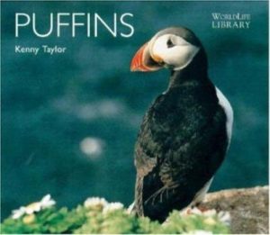 Puffins by Kenny Taylor